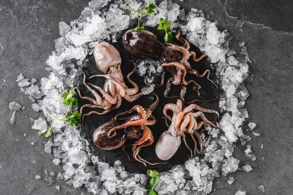 Frische rohe Baby-Kraken mit Gewürzen und Eis auf Schieferstein auf d — Stockfoto