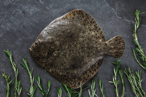 Raw whole flounder fish with rosemary on dark stone background. 