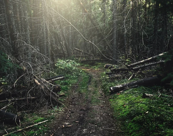 Forest road under sunbeams. Light running through fir forest at — Stock Photo, Image