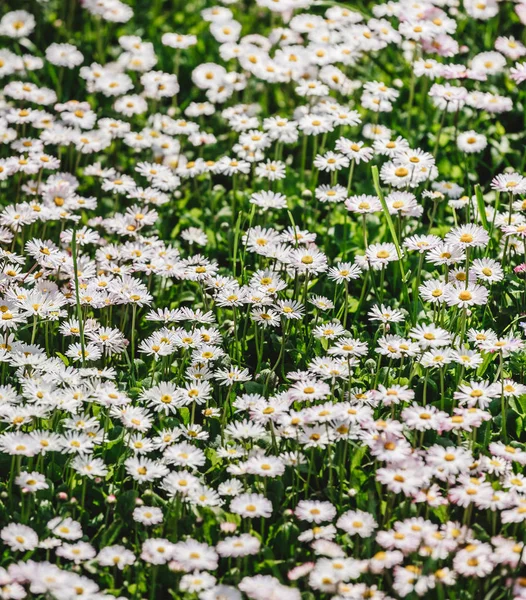 Camomila flores campo ou margaridas flores florescendo em fundo de luz solar. Flores de verão, foco seletivo, tonificação — Fotografia de Stock