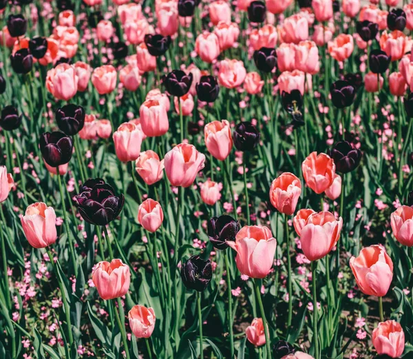 Colorful tulip field, purple flower tulip in spring background, selective focus, closeup. Beautiful pink spring tender flowers blossom