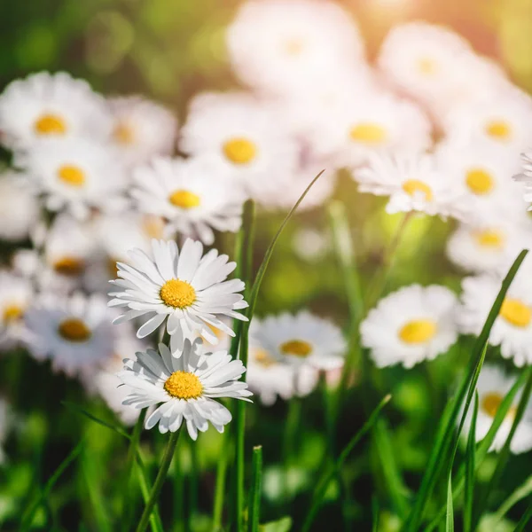 Camomila flores campo ou margaridas flores florescendo em fundo de luz solar. Flores de verão, foco seletivo, tonificação — Fotografia de Stock