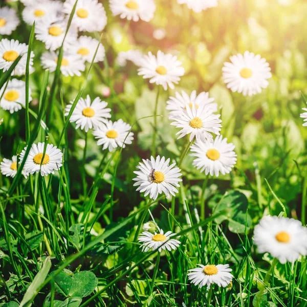 Camomila flores campo ou margaridas flores florescendo em fundo de luz solar. Flores de verão, foco seletivo, tonificação — Fotografia de Stock