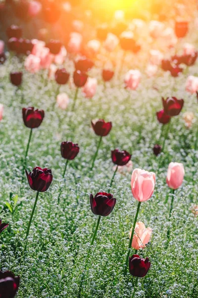 Kleurrijke Tulip veld, paarse bloem Tulip in voorjaar achtergrond, selectieve focus, close-up. Mooie roze lente Tender bloemen bloesem — Stockfoto