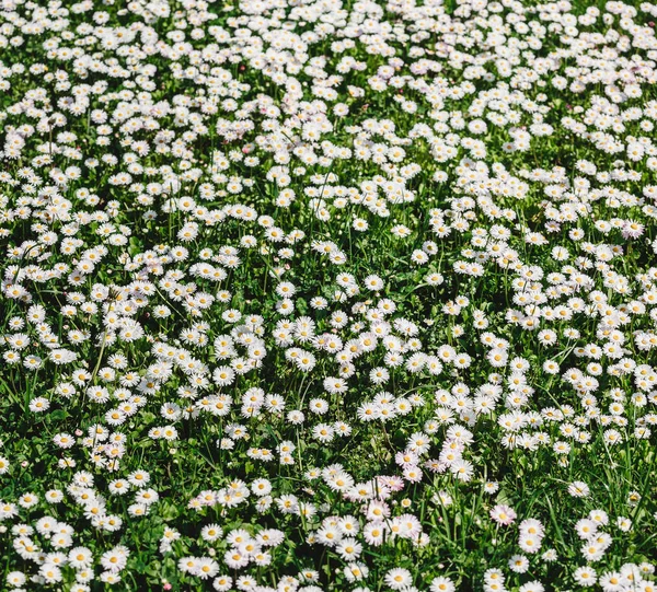 Chamomile field flowers or daisies flowers blooming in sunlight background. Summer flowers, selective focus, toning — Stock Photo, Image