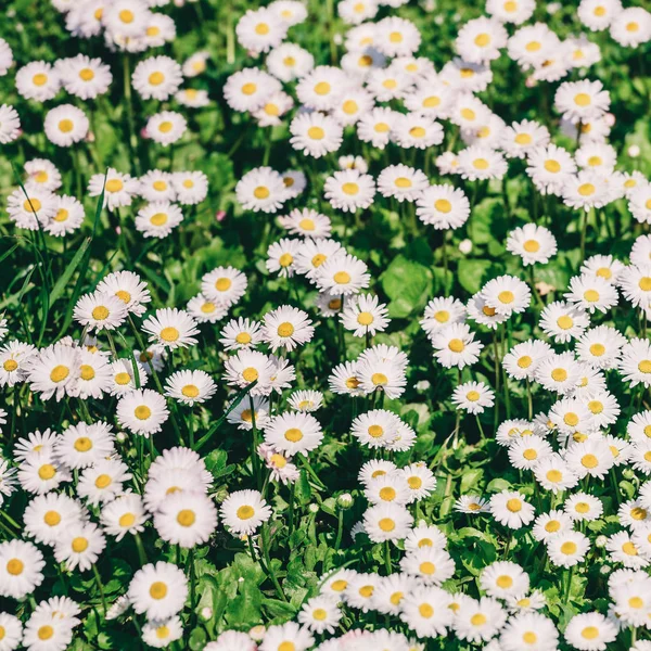 Camomila flores campo ou margaridas flores florescendo em fundo de luz solar. Flores de verão, foco seletivo, tonificação — Fotografia de Stock