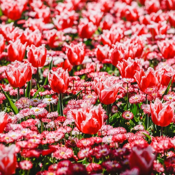 Campo di tulipano colorato, tulipano viola fiore in primavera sfondo, messa a fuoco selettiva, primo piano. Bellissimi fiori teneri rosa primavera fioriscono — Foto Stock