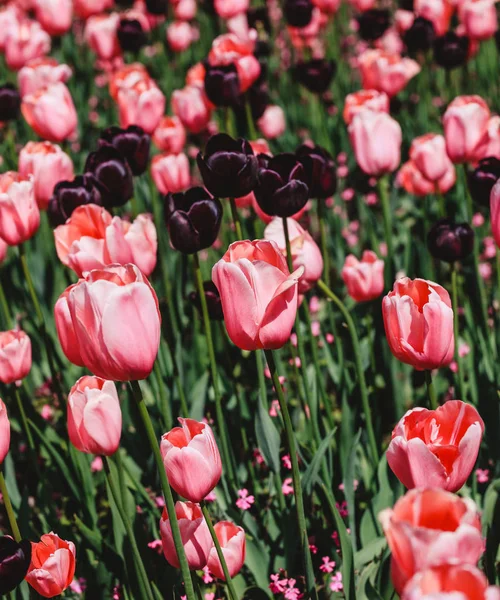 Colorful tulip field, purple flower tulip in spring background, selective focus, closeup. Beautiful pink spring tender flowers blossom