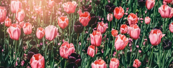 Colorful tulip field, purple flower tulip in spring background, selective focus, closeup. Beautiful pink spring tender flowers blossom