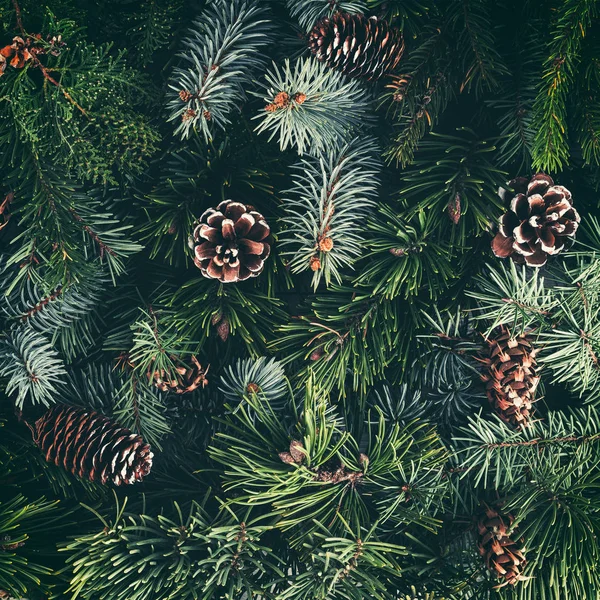 Holiday background of Christmas tree branches, spruce, juniper, fir, larch, pine cones. Xmas and New Year theme. Flat lay, top view, toning