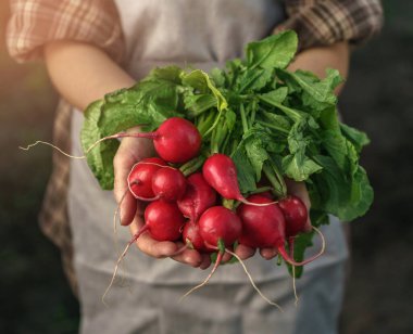 Çiftçiler çiftlikte taze turpu ellerinde tutuyorlar. Kadın eli taze hasat topluyor. Sağlıklı organik gıda, sebze, tarım, yakın plan.