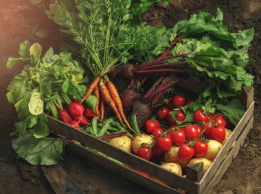 Taze sebze, patates, turp, domates, havuç, tahta kutuda pancar gün batımında çiftlikte. Taze hasat. Sağlıklı organik gıda, tarım, yakın plan.