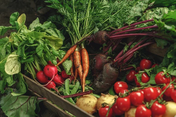 新鮮な野菜 ジャガイモ トマト ニンジン 日没時に農場の地面にある木箱のビートルート 新鮮な束の収穫 健康的な有機食品 クローズアップ — ストック写真
