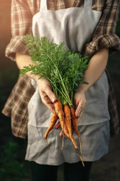 Фермери Тримають Свіжу Моркву Руках Фермі Заході Сонця Жіночі Руки — стокове фото