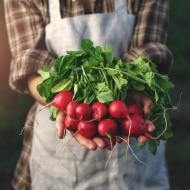 Çiftçiler çiftlikte taze turpu ellerinde tutuyorlar. Kadın eli taze hasat topluyor. Sağlıklı organik gıda, sebze, tarım, yakın plan.