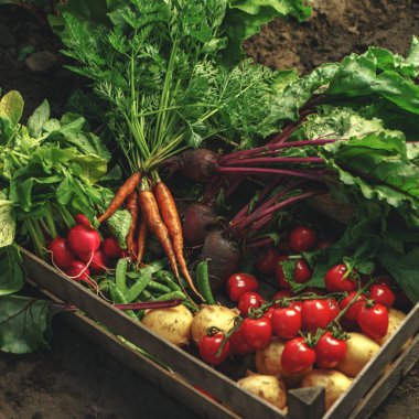 Taze sebze, patates, turp, domates, havuç, tahta kutuda pancar gün batımında çiftlikte. Taze hasat. Sağlıklı organik gıda, tarım, yakın plan.