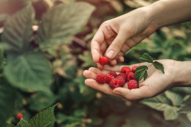 Gün batımında böğürtlenlerin arka planında taze kırmızı ahududu tutan kadın eller. Taze hasat. Sağlıklı beslenme, diyet meyve, tonlama, kapat.