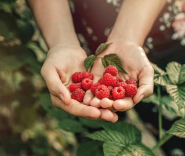 Gün batımında böğürtlenlerin arka planında taze kırmızı ahududu tutan kadın eller. Taze hasat. Sağlıklı beslenme, diyet meyve, tonlama, kapat.