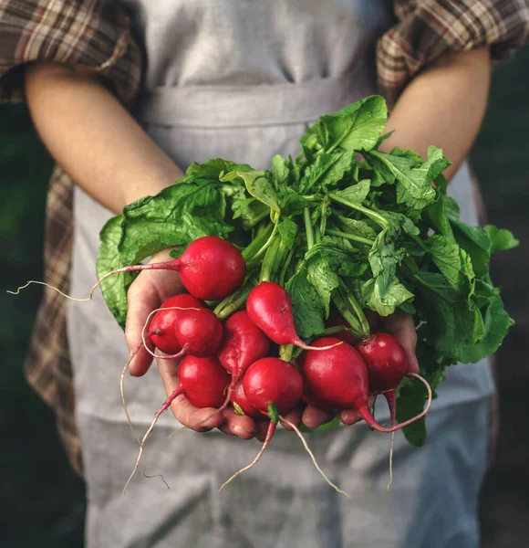 Agricoltori Che Tengono Ravanello Fresco Mano Azienda Mani Donna Che — Foto Stock