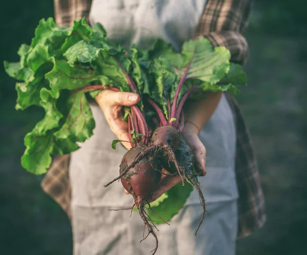 Farmers holding fresh beetroot in hands on farm at sunset. Woman hands holding freshly bunch harvest. Healthy organic food, vegetables, agriculture, close up