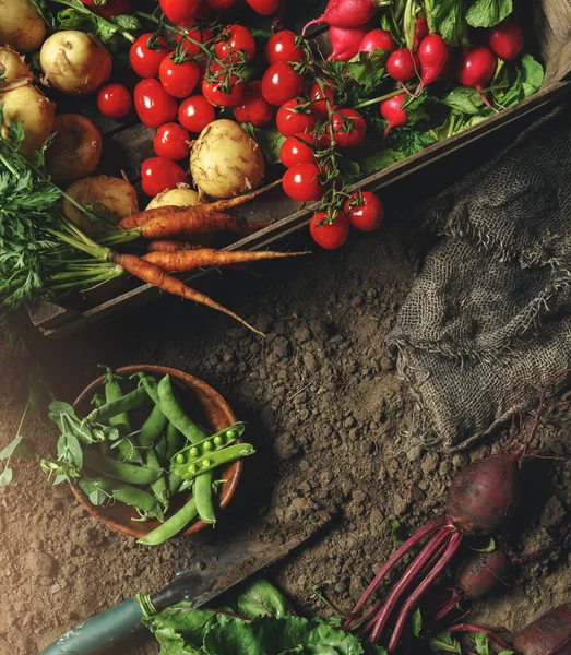 Свежие Овощи Картофель Редис Помидор Морковь Свекла Деревянном Ящике Земле — стоковое фото