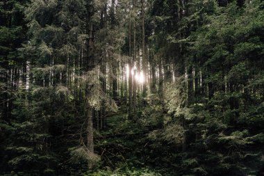 Manzara dağlarında güzel, sık bir orman. Şafakta ya da gün doğumunda köknar ormanında ışık yanar. Hayat tarzı seyahat macera ve seyahat.