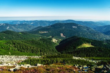 Majestic Carpathian sıradağları. Dağ yamaçlarının yeşil kozalaklı manzarası. Mavi gökyüzü güneşli. Seyahat arkaplanı