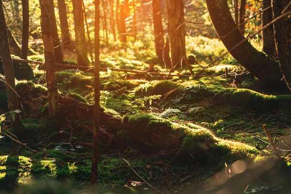 Beautiful Dense Forest Landscape Mountains Light Running Fir Forest Dawn — Stock Photo, Image