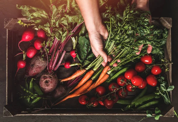 Farmer Folding Fresh Vegetables Wooden Box Dark Background Woman Hands — Stock Photo, Image
