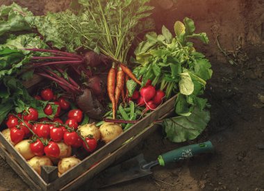 Taze sebze, patates, turp, domates, havuç, tahta kutuda pancar gün batımında çiftlikte. Taze hasat. Sağlıklı organik gıda, tarım, yakın plan.