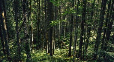 Dağlardaki güzel orman manzarası. Yaşam tarzı seyahat tutkusu macerası. Seyahat arkaplanı
