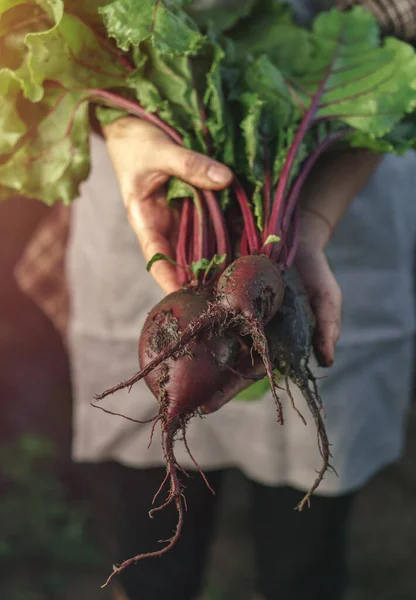 Farmers Holding Fresh Beetroot Hands Farm Sunset Woman Hands Holding — Stock Photo, Image