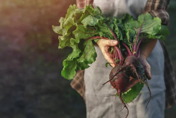 Farmers Holding Fresh Beetroot Hands Farm Sunset Woman Hands Holding — Stock Photo, Image
