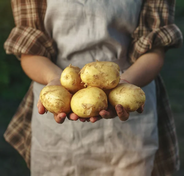 Farmers holding potatoes in hands on farm at sunset. Woman hands holding freshly harvest. Healthy organic food, vegetables, agriculture, close up
