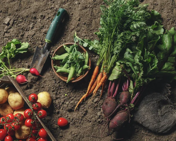 Fresh Vegetables Potato Radish Tomato Carrot Beetroot Wooden Box Ground — Stock Photo, Image