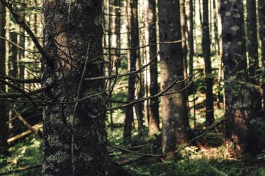 Dağlardaki güzel orman manzarası. Yaşam tarzı seyahat tutkusu macerası. Seyahat arkaplanı