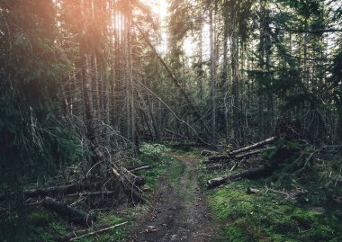 Uzun ladin ağaçlarının altındaki orman yolu, bulutlu gökyüzünün altında turuncu toprakla kaplı tepenin yamacı. Avrupa 'daki Karpat dağlarında yüksek ağaçlı firavun ormanı. Seyahat arkaplanı