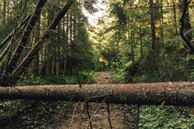 Patikanın karşısındaki ağaç gövdesi dağlardaki güzel orman manzarasında. Yaşam tarzı seyahat tutkusu macerası. Seyahat arkaplanı