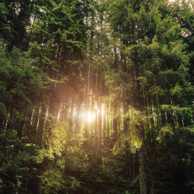 Manzara dağlarında güzel, sık bir orman. Şafakta ya da gün doğumunda köknar ormanında ışık yanar. Hayat tarzı seyahat macera ve seyahat.