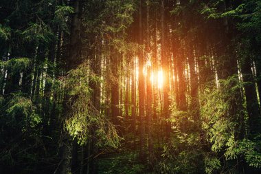 Manzara dağlarında güzel, sık bir orman. Şafakta ya da gün doğumunda köknar ormanında ışık yanar. Hayat tarzı seyahat macera ve seyahat.