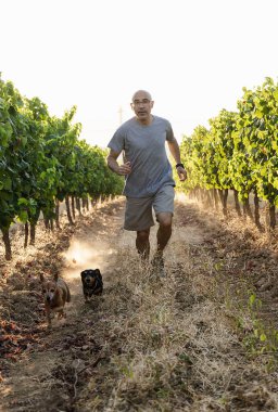 Üzüm bağında sosisli ve pinscher ile koşan bir adam.