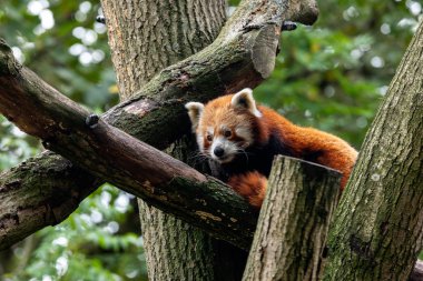 Red Panda rahat ağaç tepesinde