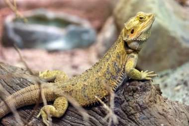 Sürüngen kuru buzlu istirahat