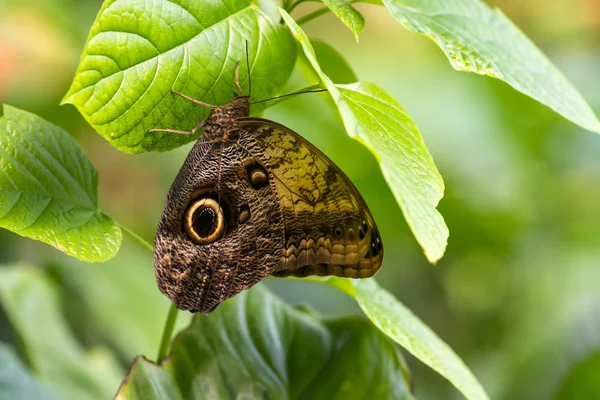 Papillon Reposant Dans Arbre — Photo
