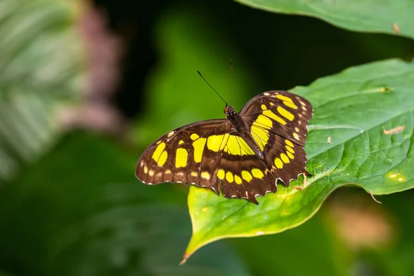 Motyl Spoczywała Drzewie — Zdjęcie stockowe