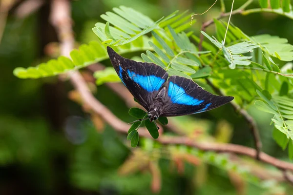 Papillon Reposant Dans Arbre — Photo