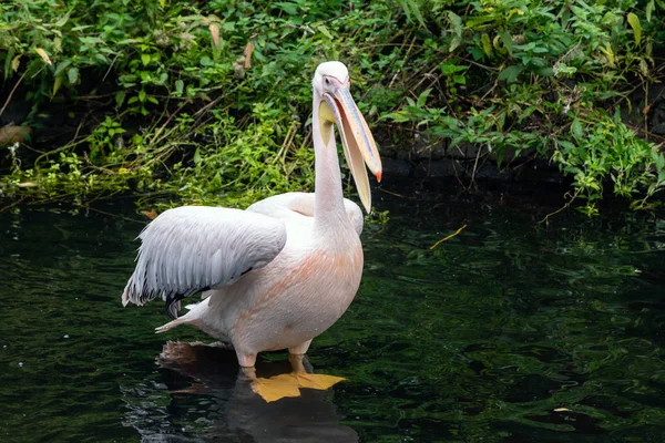 Een Pelikaan Staande Ondiep Water — Stockfoto