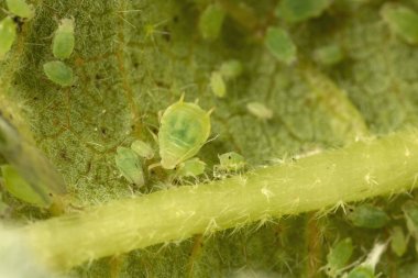 Yüksek büyütmede yaprak biti