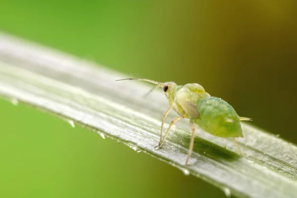 Aphids Alta Ampliação — Fotografia de Stock