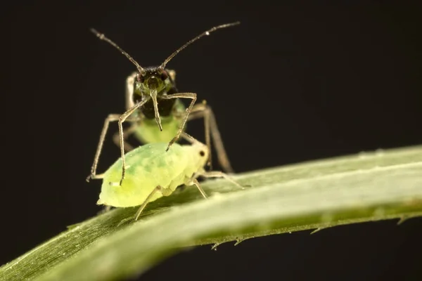 Aphids Alta Ampliação — Fotografia de Stock